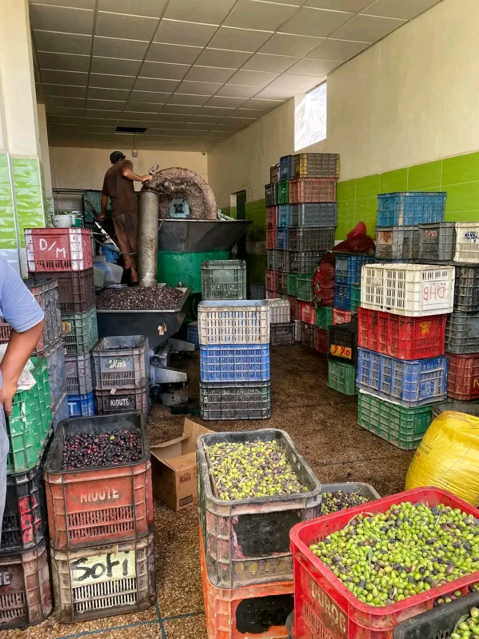 Lancement de la récolte des olives à Al Hoceima