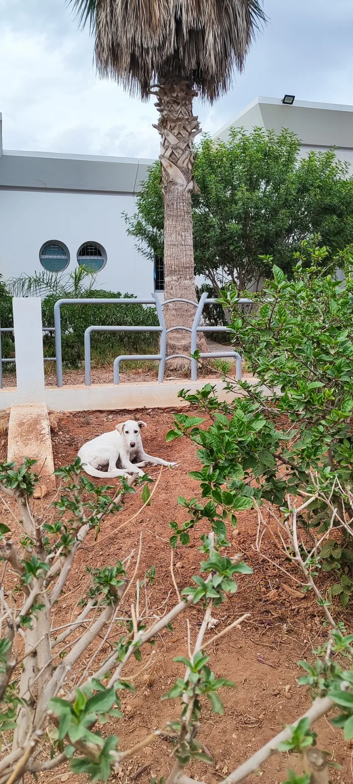 صورة المقال 1
