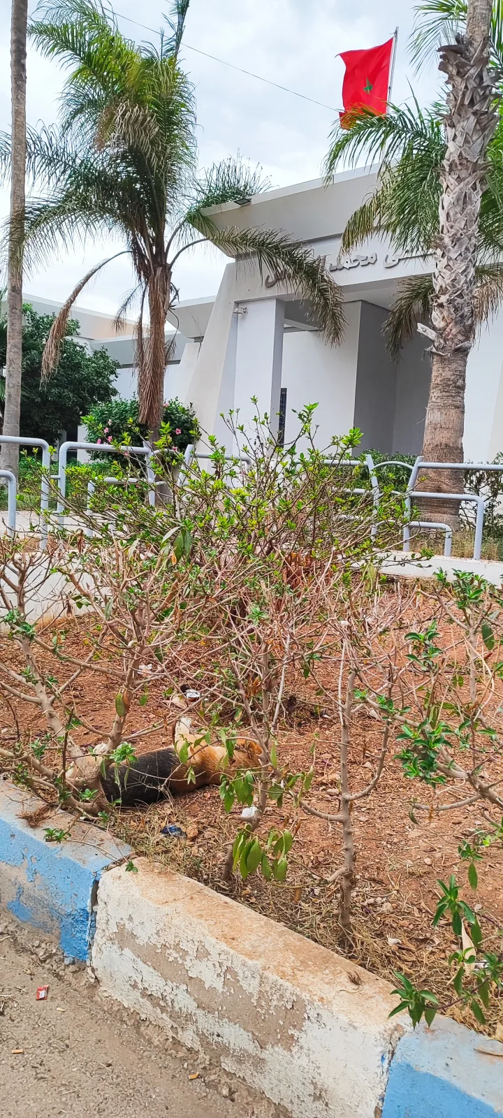 صورة المقال 5