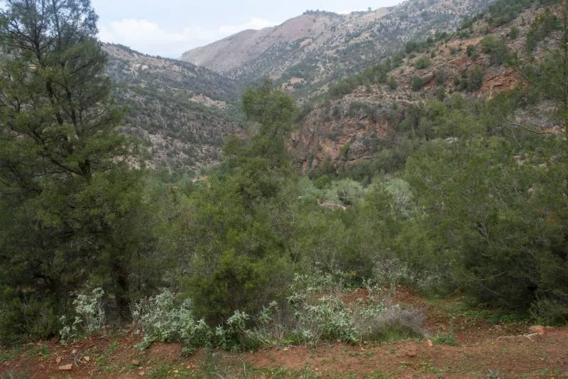 صورة المقال 2