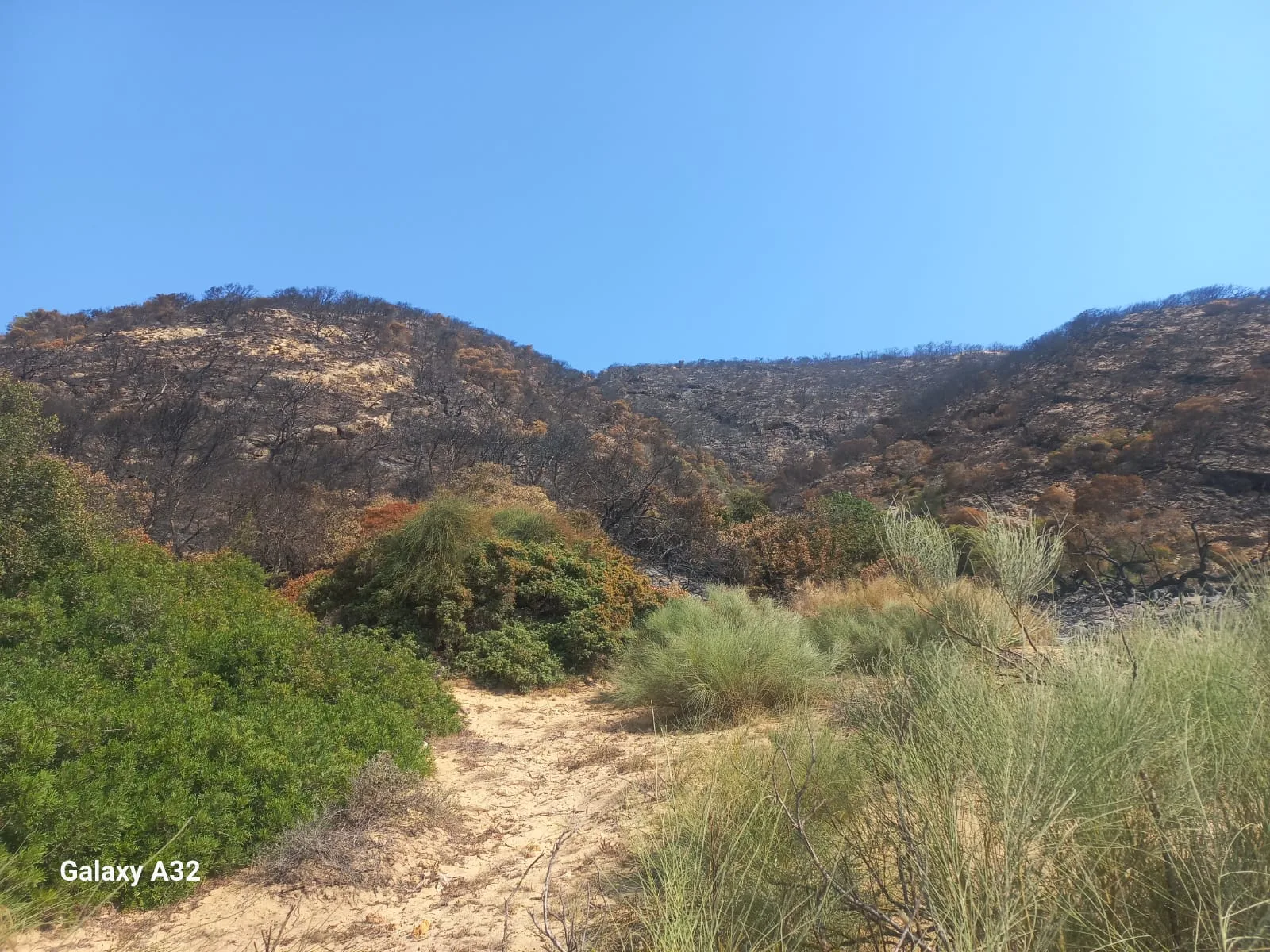 حرائق جبل الناظور بتونس تحول الغطاء الغابي إلى رماد