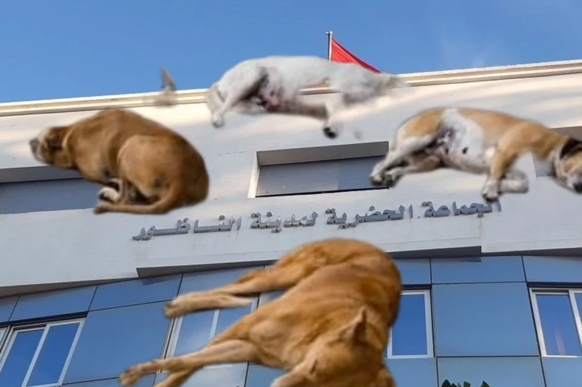 سكان حي المطار بالناظور يشتكون من الضوضاء وترويع الكلاب