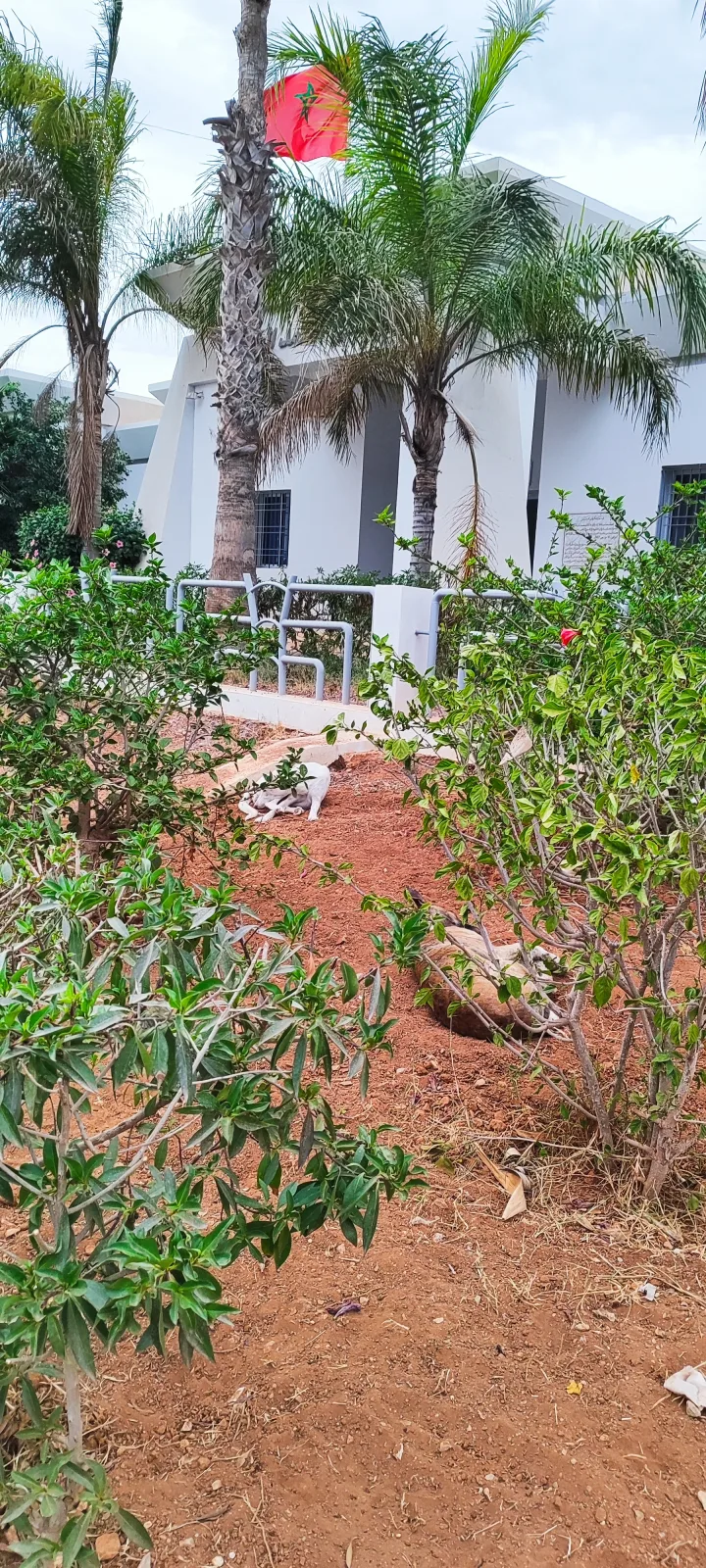 صورة المقال 4